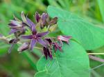 Matelea decipiens (Alexander) Woods.