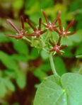 Matelea obliqua (Jacq.) Woods.