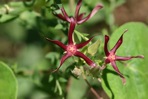 Matelea obliqua (Jacq.) Woods.
