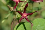 Matelea obliqua (Jacq.) Woods.