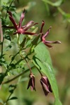 Matelea obliqua (Jacq.) Woods.