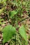 Matelea obliqua (Jacq.) Woods.