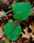 Matelea obliqua (Jacq.) Woods.