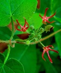 Matelea obliqua (Jacq.) Woods.