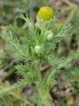 Matricaria discoidea DC.