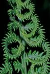 Matteuccia struthiopteris (L.) Todaro var. pensylvanica (Willd.) C.V. Morton