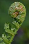 Matteuccia struthiopteris (L.) Todaro var. pensylvanica (Willd.) C.V. Morton