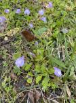 Mazus miquelii Makino