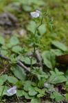 Mazus pumilus (Burm. f.) Steenis