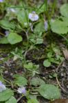 Mazus pumilus (Burm. f.) Steenis
