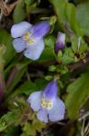 Mazus pumilus (Burm. f.) Steenis