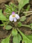 Mazus pumilus (Burm. f.) Steenis