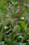 Mecardonia acuminata (Walter) Small var. acuminata