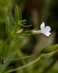 Mecardonia acuminata (Walter) Small var. acuminata