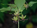 Medeola virginiana L.