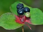 Medeola virginiana L.