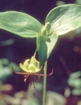 Medeola virginiana L.
