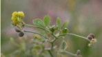 Medicago lupulina L.