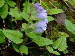 Meehania cordata (Nutt.) Britt.
