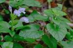 Meehania cordata (Nutt.) Britt.