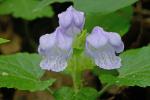 Meehania cordata (Nutt.) Britt.