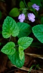 Meehania cordata (Nutt.) Britt.