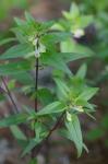 Melampyrum lineare Desr.