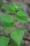 Melampyrum lineare Desr.