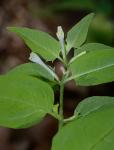 Melampyrum lineare Desr.