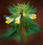 Melampyrum lineare Desr.