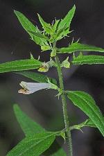 Melampyrum lineare Desr.