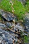 Melica nitens (Scribn.) Nutt. ex Piper