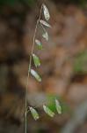 Melica nitens (Scribn.) Nutt. ex Piper
