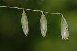 Melica nitens (Scribn.) Nutt. ex Piper