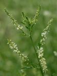 Melilotus albus Medikus