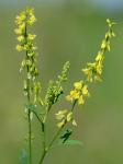 Melilotus officinalis (L.) Lam.