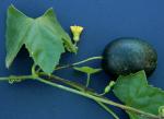 Melothria pendula L.