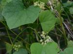 Menispermum canadense L.
