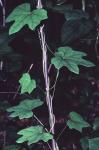 Menispermum canadense L.