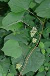 Menispermum canadense L.