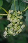 Menispermum canadense L.