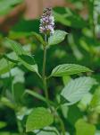 Mentha ×piperita L.