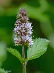 Mentha ×piperita L.