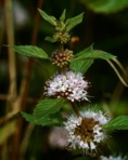 Mentha canadensis L.