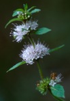 Mentha canadensis L.