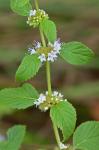 Mentha canadensis L.