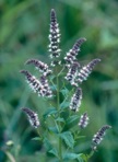 Mentha spicata L.