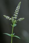 Mentha spicata L.
