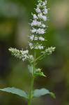 Mentha spicata L.