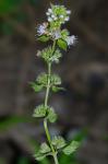 Mentha ×gracilis Sole